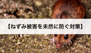 ねずみ駆除の方法 自分で簡単にねずみ退治 被害の防ぎ方を紹介します