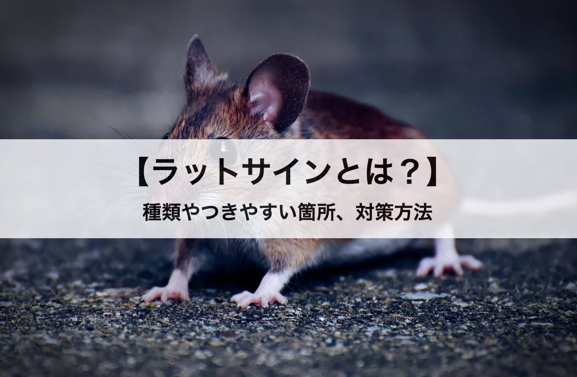 ラットサインとは ラットサインの種類やつきやすい箇所 対策方法も紹介し
