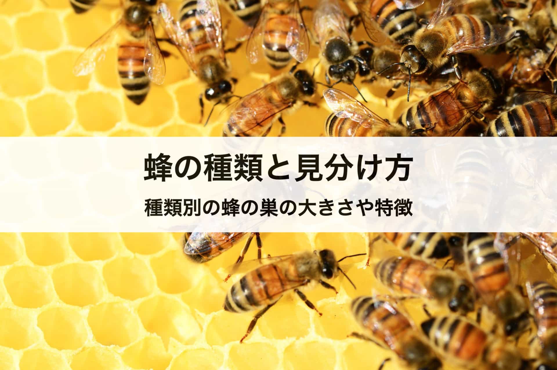 蜂の種類と見分け方 種類別の蜂の巣の大きさや特徴も