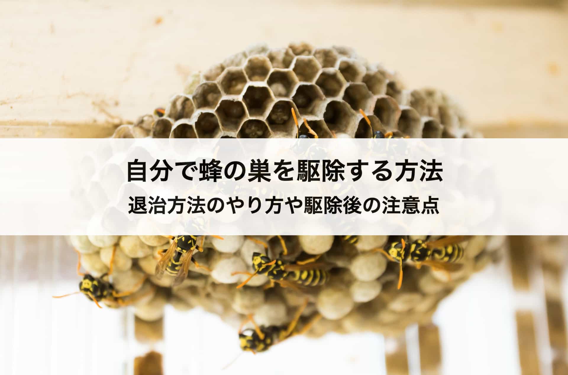 自分で蜂の巣を駆除する方法 退治方法のやり方や駆除後の