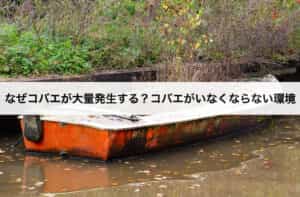 コバエの種類や駆除方法 生態や発生源から効果的に撃退する方法を紹介します