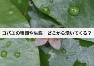 コバエの種類や駆除方法 生態や発生源から効果的に撃退する方法を紹介します