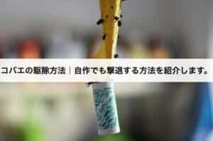 コバエの種類や駆除方法 生態や発生源から効果的に撃退する方法を紹介します