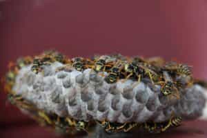 アシナガバチの巣の特徴や見分け方