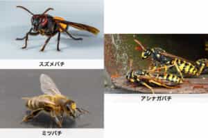 【種類別】の蜂の特徴｜それぞれの巣の特徴についても紹介