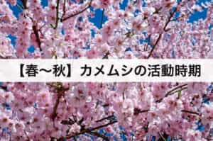 【春〜秋】がカメムシの活動時期