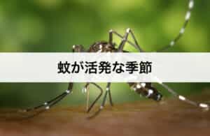 蚊が活発な季節｜蚊はいつからいつまで活動している？