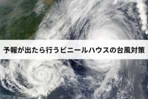 予報が出たら行うビニールハウス（パイプハウス）の台風対策
