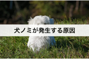 犬に寄生したノミの駆除方法 見つけ方や発生原因 症状 予防対策など徹底解説