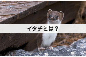 イタチの駆除方法5選 自分でできる撃退法から寄せ付けない対策まで紹介