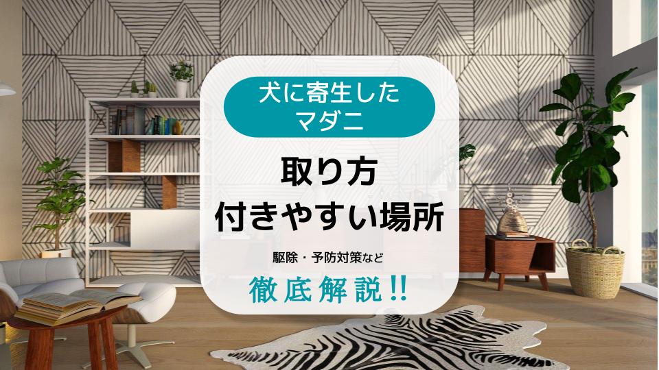 ノミ駆除にはハッカ油(ミント)スプレーがおすすめ!作り方や効果的な使用方法を紹介