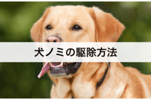犬ノミの駆除方法｜効果的な退治法や注意点