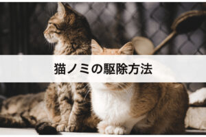 猫ノミの駆除方法｜予防対策も紹介！