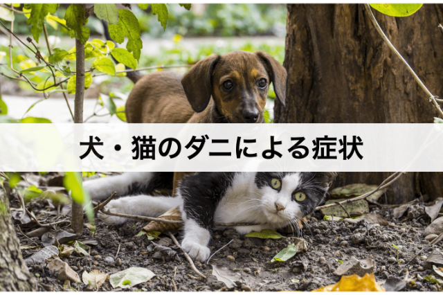 犬 猫 ダニの駆除方法や取り方 安全な予防対策や見つけ方 おすすめグッズなど紹介 コストモンスター