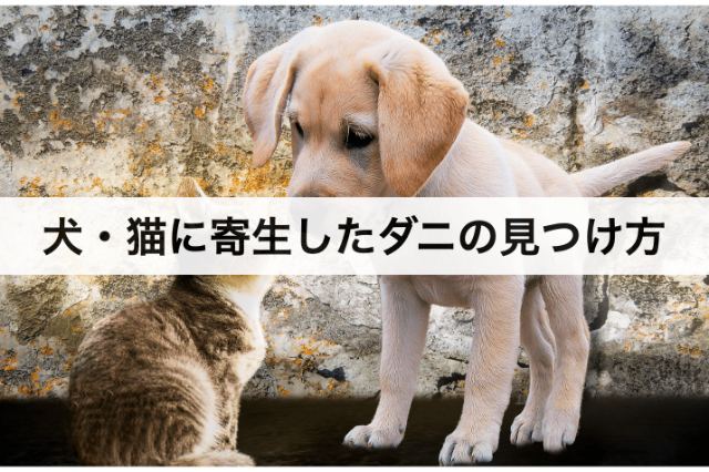 犬 猫 ダニの駆除方法や取り方 安全な予防対策や見つけ方 おすすめグッズなど紹介 コストモンスター