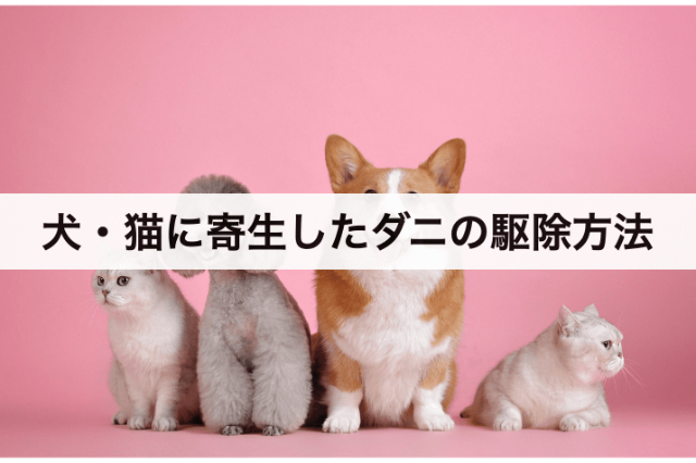 犬 猫 ダニの駆除方法や取り方 安全な予防対策や見つけ方 おすすめグッズなど紹介 コストモンスター