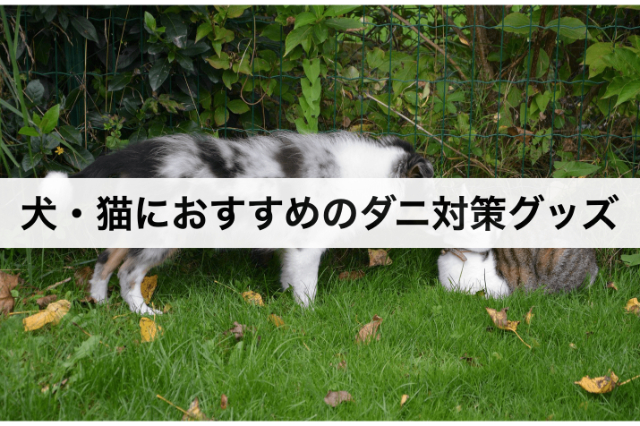 【ペット】犬・猫のダニ対策におすすめのグッズ
