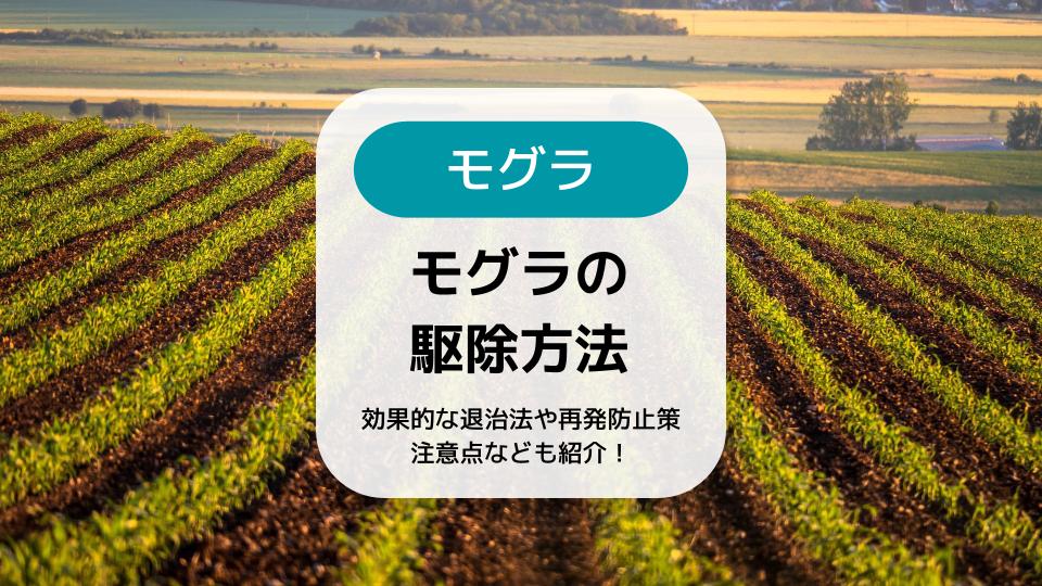 モグラの駆除方法9選 効果的な退治法や再発防止対策